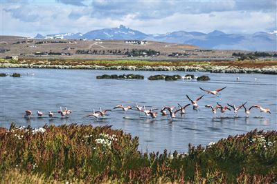 El Calafate mit Laguna Nimez Reservat